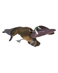 Avian X PowerFlight Hen Decoy 1 - AVXPFLHT